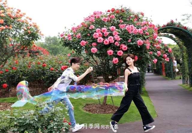 樹狀月季在園林景觀中的廣泛應用(圖2)