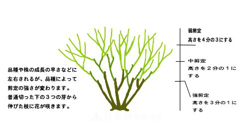樹狀月季栽植及后期日常管理技術(圖4)