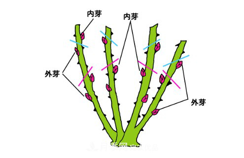 樹狀月季栽植及后期日常管理技術(圖5)