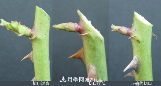 樹狀月季栽植及后期日常管理技術(圖3)