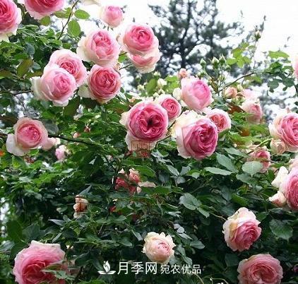 8月養(yǎng)月季花，做好4件事，不愁秋天沒花賞(圖1)