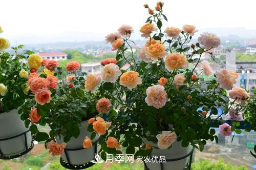 8月養(yǎng)月季花，做好4件事，不愁秋天沒花賞(圖2)