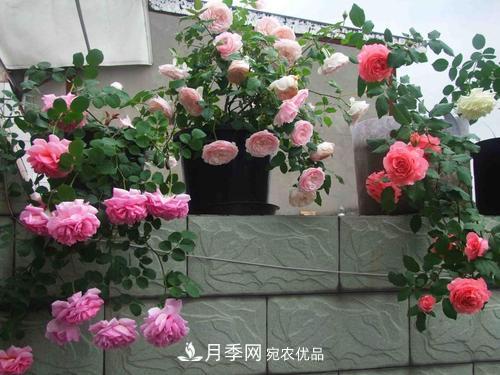 8月養(yǎng)月季花，做好4件事，不愁秋天沒花賞(圖4)