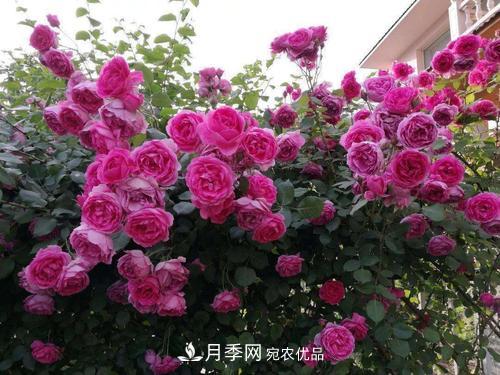 8月養(yǎng)月季花，做好4件事，不愁秋天沒花賞(圖3)