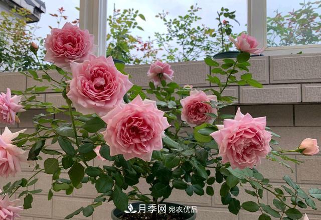 月季花順利凋謝，我修剪的月季株形怎么樣？(圖1)