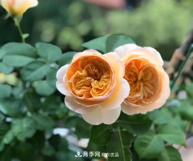月季花順利凋謝，我修剪的月季株形怎么樣？(圖3)