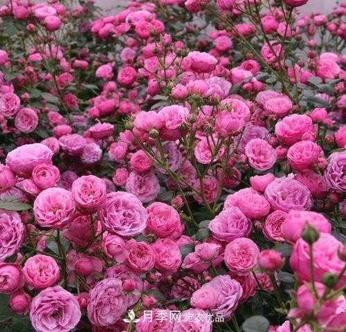 5種勤花月季，開花一茬接一茬，花量大還抗病，值得擁有！(圖2)