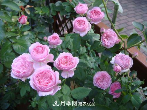 5種勤花月季，開花一茬接一茬，花量大還抗病，值得擁有！(圖3)