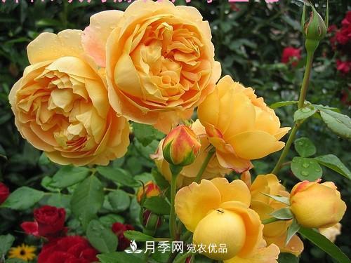 5種勤花月季，開花一茬接一茬，花量大還抗病，值得擁有！(圖6)