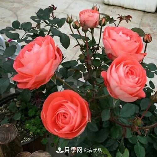 5種勤花月季，開花一茬接一茬，花量大還抗病，值得擁有！(圖5)