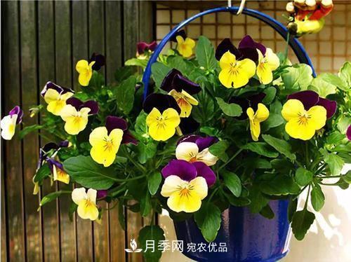 陽臺再小，也要養(yǎng)4種花，種一次年年有花賞，花期群花爭艷！(圖2)