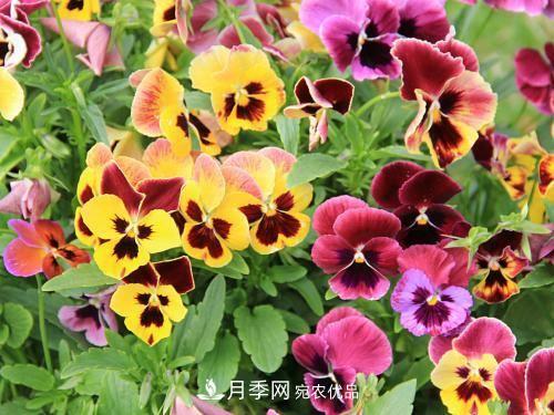 陽臺再小，也要養(yǎng)4種花，種一次年年有花賞，花期群花爭艷！(圖1)