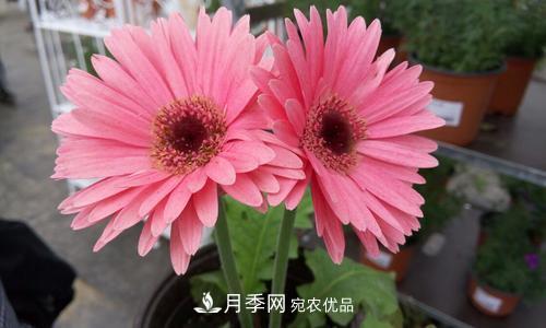 陽臺再小，也要養(yǎng)4種花，種一次年年有花賞，花期群花爭艷！(圖5)