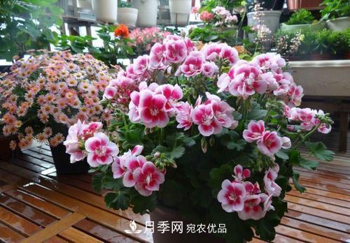 陽臺再小，也要養(yǎng)4種花，種一次年年有花賞，花期群花爭艷！(圖3)