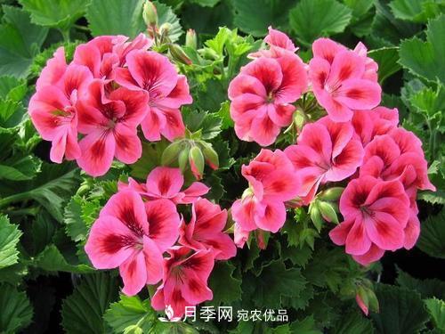 陽臺再小，也要養(yǎng)4種花，種一次年年有花賞，花期群花爭艷！(圖4)