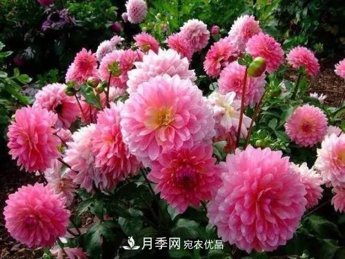 陽臺再小，也要養(yǎng)4種花，種一次年年有花賞，花期群花爭艷！(圖6)