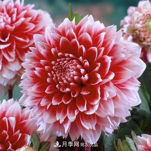 陽臺再小，也要養(yǎng)4種花，種一次年年有花賞，花期群花爭艷！(圖7)
