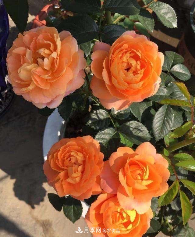 養(yǎng)月季就養(yǎng)一盆它，優(yōu)秀又勤花，好養(yǎng)不打藥，天天能看花(圖6)