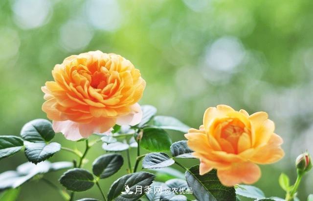 養(yǎng)月季就養(yǎng)一盆它，優(yōu)秀又勤花，好養(yǎng)不打藥，天天能看花(圖5)