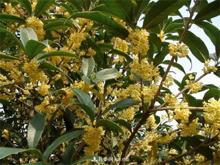 桂花香氣濃郁，但繁殖難？掌握四種方法，明年桂花開滿園(圖1)