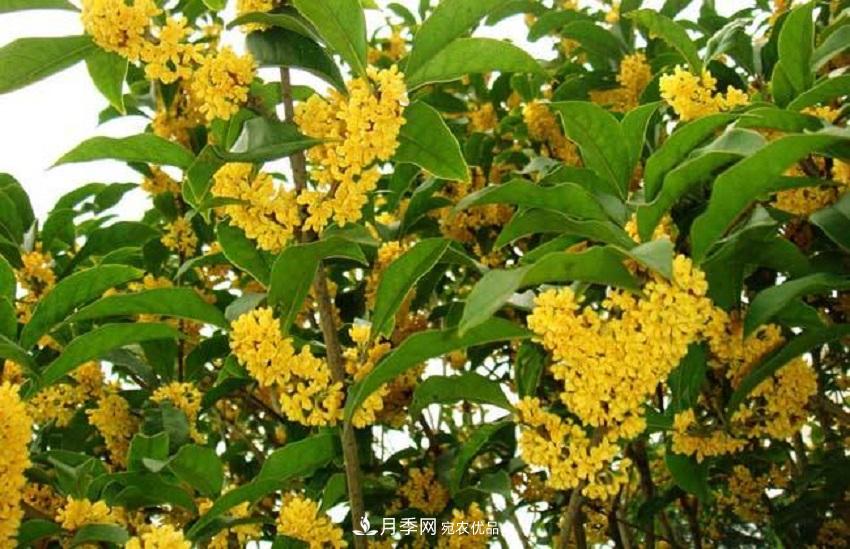 桂花香氣濃郁，但繁殖難？掌握四種方法，明年桂花開滿園(圖3)