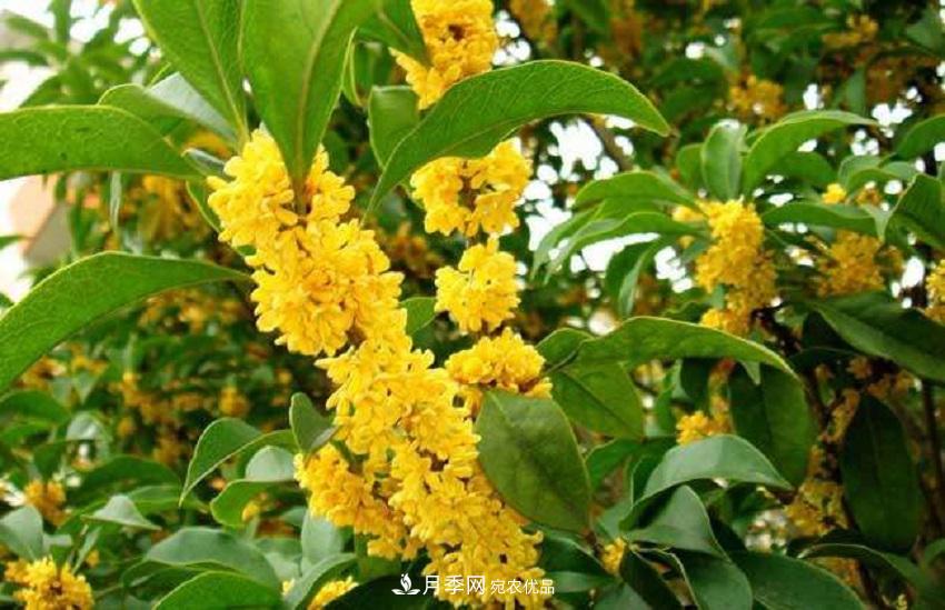 桂花香氣濃郁，但繁殖難？掌握四種方法，明年桂花開滿園(圖6)
