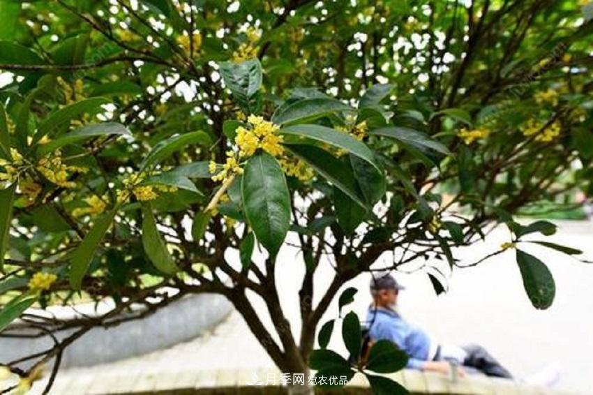 桂花香氣濃郁，但繁殖難？掌握四種方法，明年桂花開滿園(圖2)