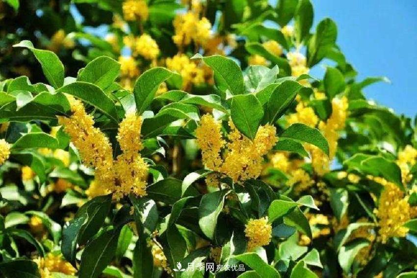 桂花香氣濃郁，但繁殖難？掌握四種方法，明年桂花開滿園(圖4)