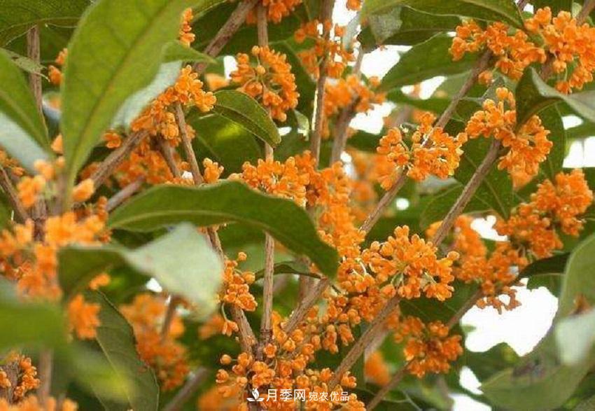 桂花香氣濃郁，但繁殖難？掌握四種方法，明年桂花開滿園(圖7)