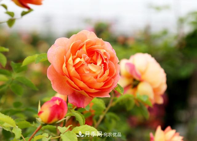 做好五件事，封閉陽(yáng)臺(tái)養(yǎng)月季并不難(圖1)
