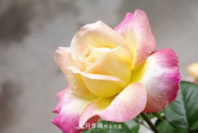 做好五件事，封閉陽(yáng)臺(tái)養(yǎng)月季并不難(圖2)