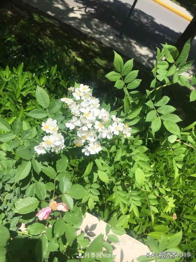如何買到正版歐月？月季購買防騙手冊，幾招鑒定歐月，拒絕小白花(圖5)