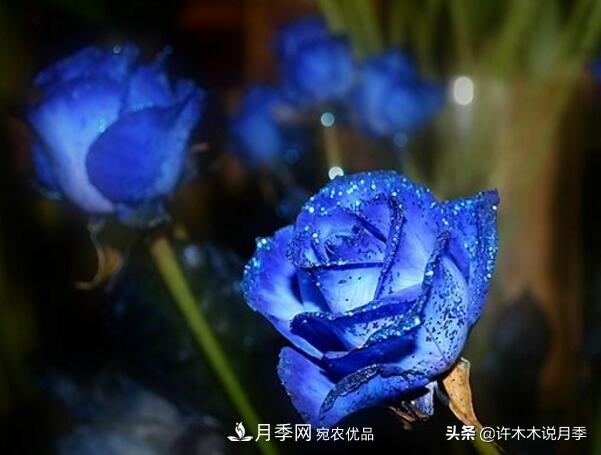 如何買到正版歐月？月季購買防騙手冊，幾招鑒定歐月，拒絕小白花(圖6)