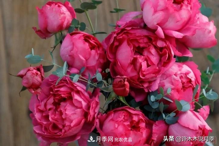 如何買到正版歐月？月季購買防騙手冊，幾招鑒定歐月，拒絕小白花(圖7)