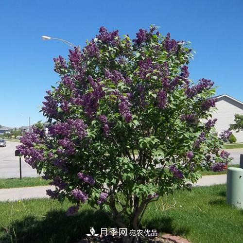 精品叢生苗木，未來(lái)發(fā)展?jié)摿Υ?圖3)