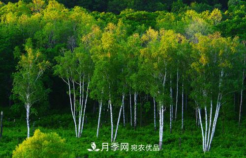 精品叢生苗木，未來(lái)發(fā)展?jié)摿Υ?圖4)
