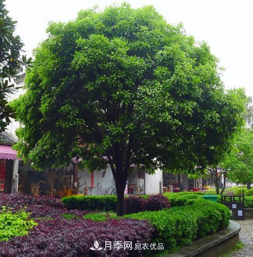 精品叢生苗木，未來(lái)發(fā)展?jié)摿Υ?圖2)