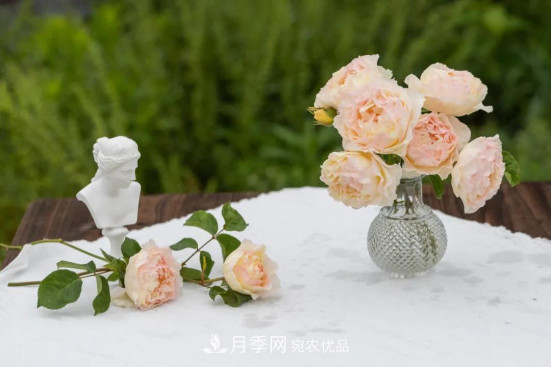 「直播預(yù)告」聽天狼細(xì)說(shuō)月季的現(xiàn)在與未來(lái)(圖3)