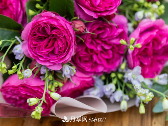 「直播預(yù)告」聽天狼細(xì)說(shuō)月季的現(xiàn)在與未來(lái)(圖4)