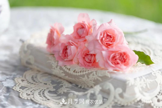 「直播預(yù)告」聽天狼細(xì)說(shuō)月季的現(xiàn)在與未來(lái)(圖5)