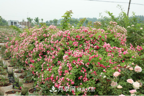 「直播預(yù)告」聽天狼細(xì)說(shuō)月季的現(xiàn)在與未來(lái)(圖8)
