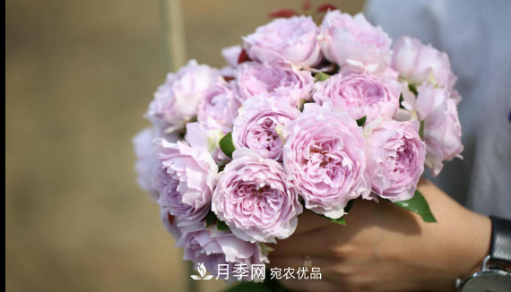「直播預(yù)告」聽天狼細(xì)說(shuō)月季的現(xiàn)在與未來(lái)(圖11)
