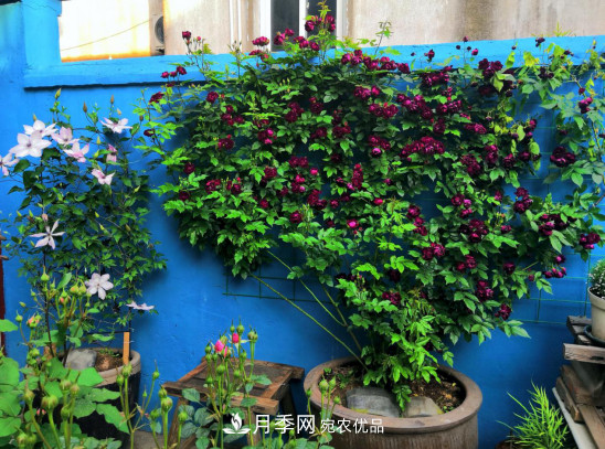 「直播預(yù)告」聽天狼細(xì)說(shuō)月季的現(xiàn)在與未來(lái)(圖10)