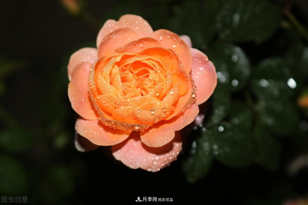 南北“公認”好養(yǎng)的月季，12個品種，喜歡就種起來(圖2)