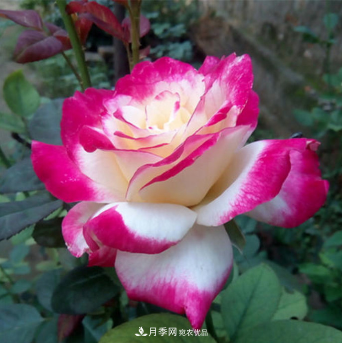 南北“公認”好養(yǎng)的月季，12個品種，喜歡就種起來(圖13)