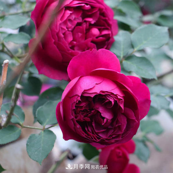 南北“公認”好養(yǎng)的月季，12個品種，喜歡就種起來(圖10)