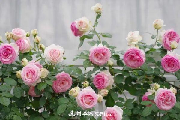 南方地區(qū)為什么養(yǎng)不好藤本月季？3個(gè)原因，各個(gè)都很“致命”(圖1)