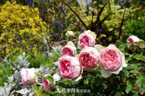 南方地區(qū)為什么養(yǎng)不好藤本月季？3個(gè)原因，各個(gè)都很“致命”(圖4)