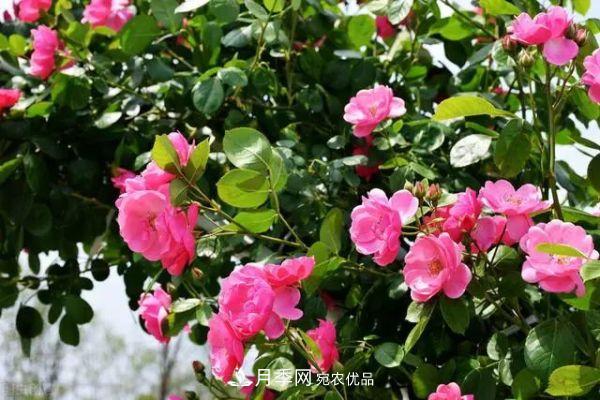 南方地區(qū)為什么養(yǎng)不好藤本月季？3個(gè)原因，各個(gè)都很“致命”(圖5)