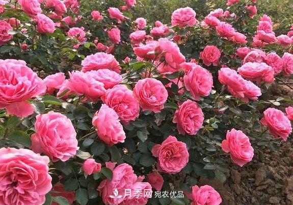3種花，分別是花中之王、花中之相、花中皇后，哪種才***美的花(圖3)